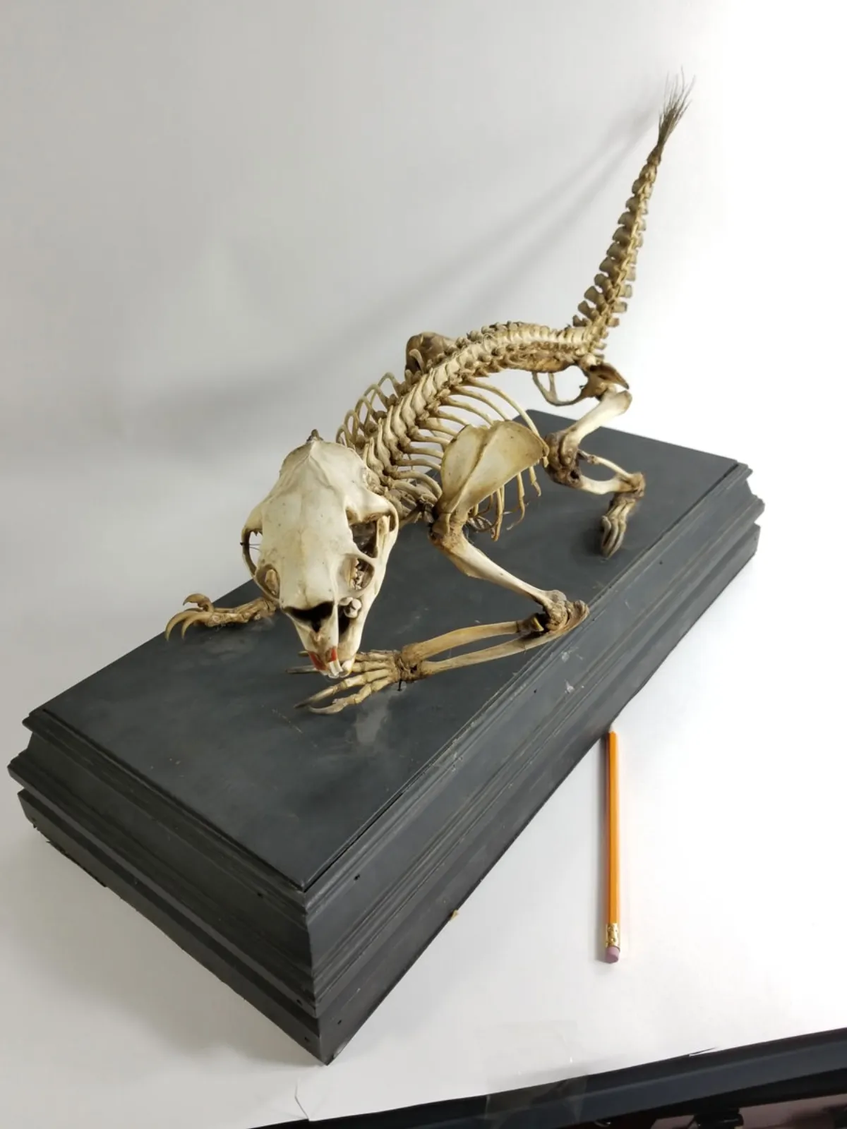 Antique Articulated Porcupine Skeleton