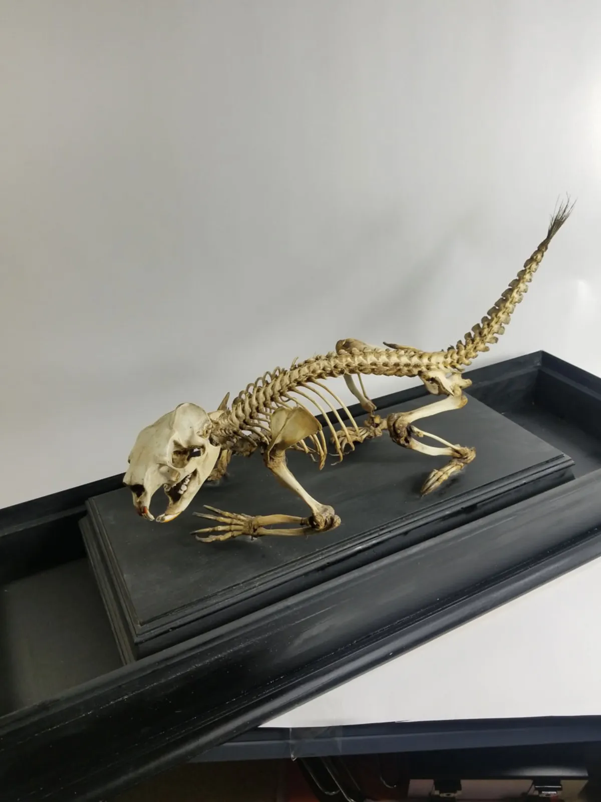 Antique Articulated Porcupine Skeleton