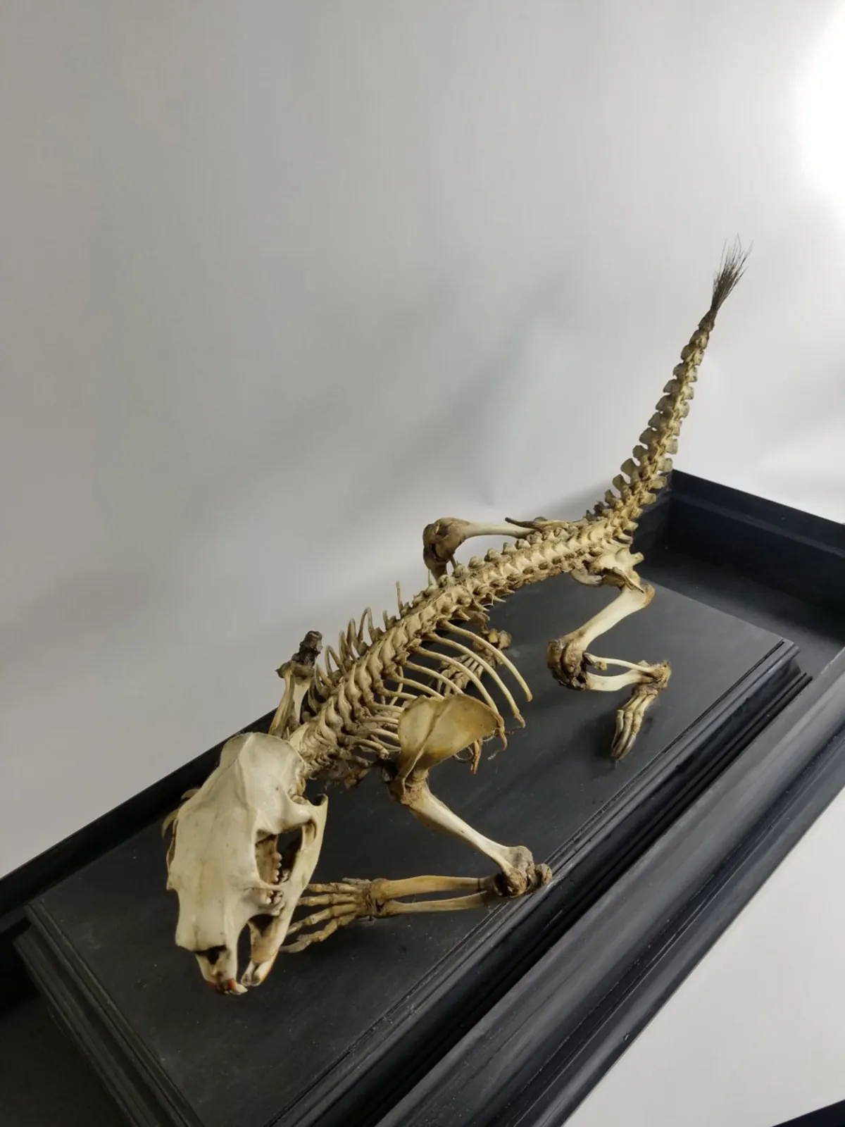 Antique Articulated Porcupine Skeleton