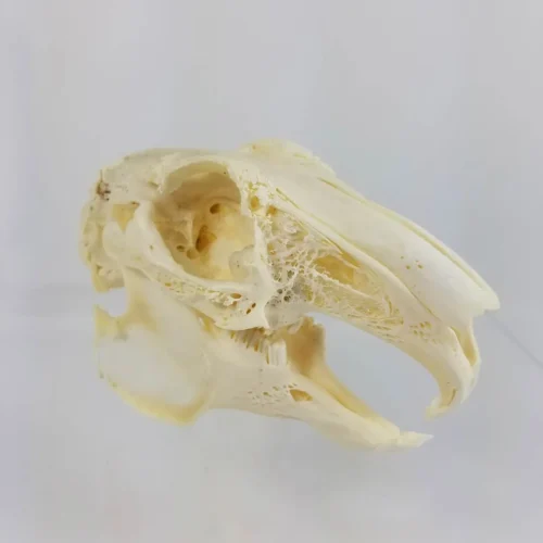 GIANT HARE SKULL
