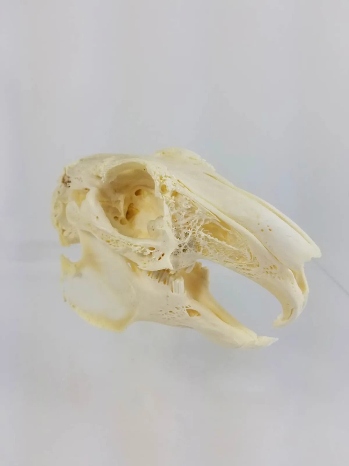 GIANT HARE SKULL