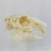 GIANT HARE SKULL