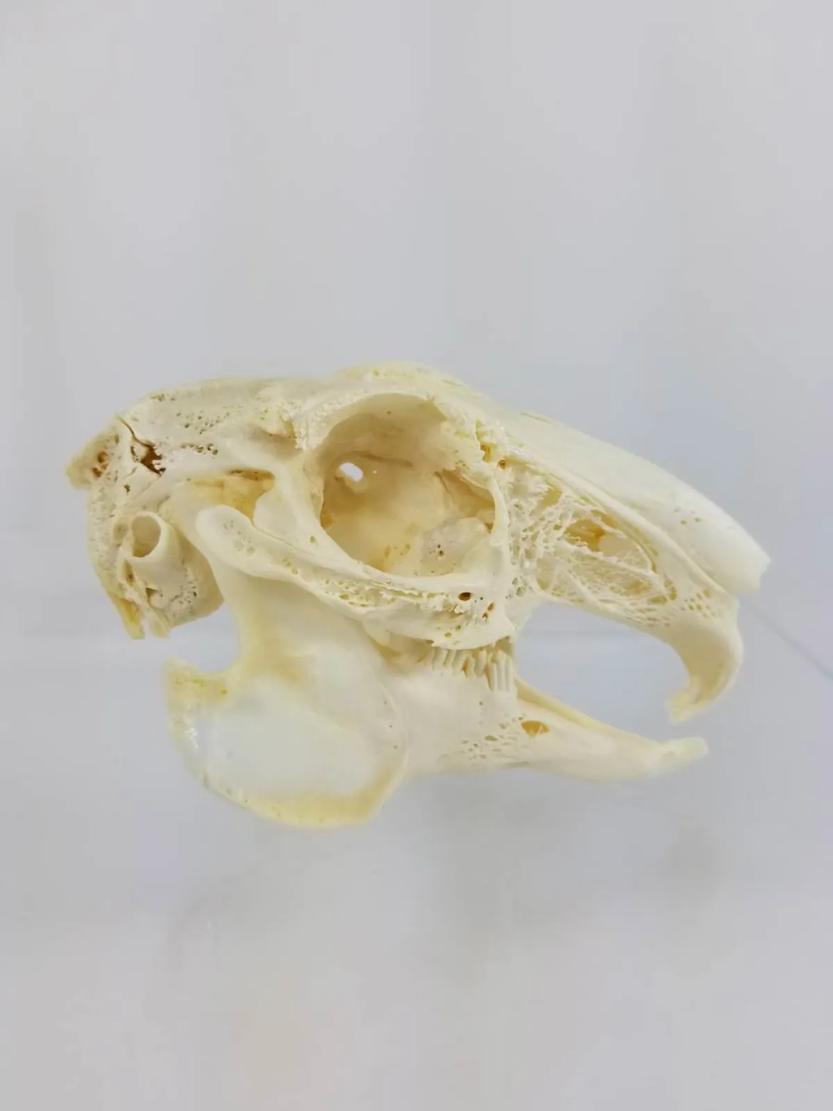 GIANT HARE SKULL