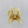 GIANT HARE SKULL