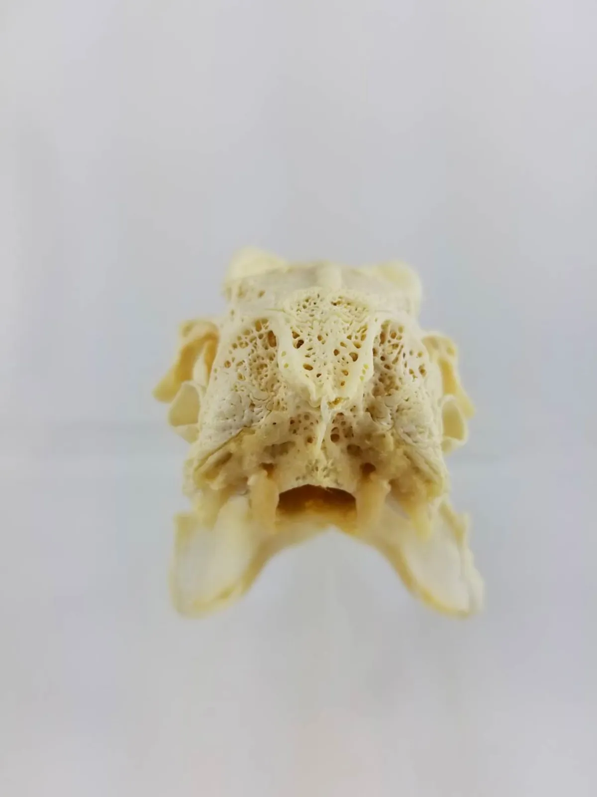 GIANT HARE SKULL