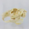 GIANT HARE SKULL