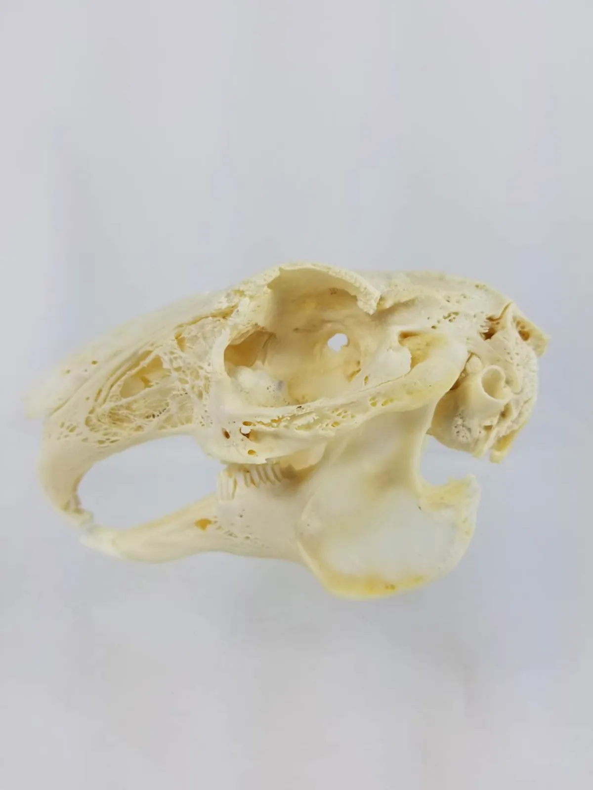 GIANT HARE SKULL
