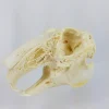 GIANT HARE SKULL