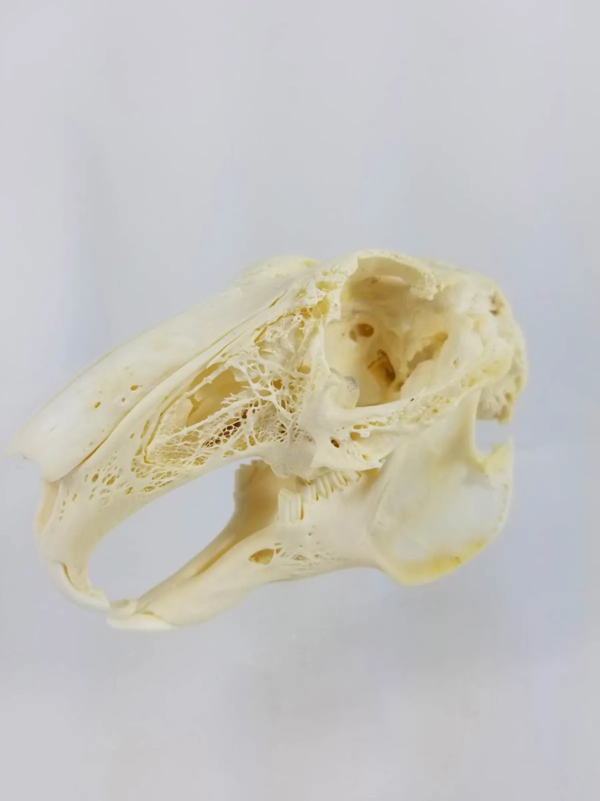 GIANT HARE SKULL