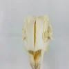 GIANT HARE SKULL