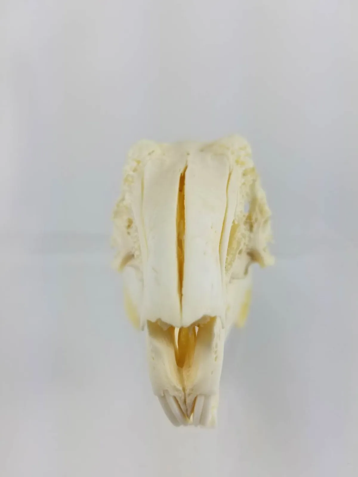 GIANT HARE SKULL