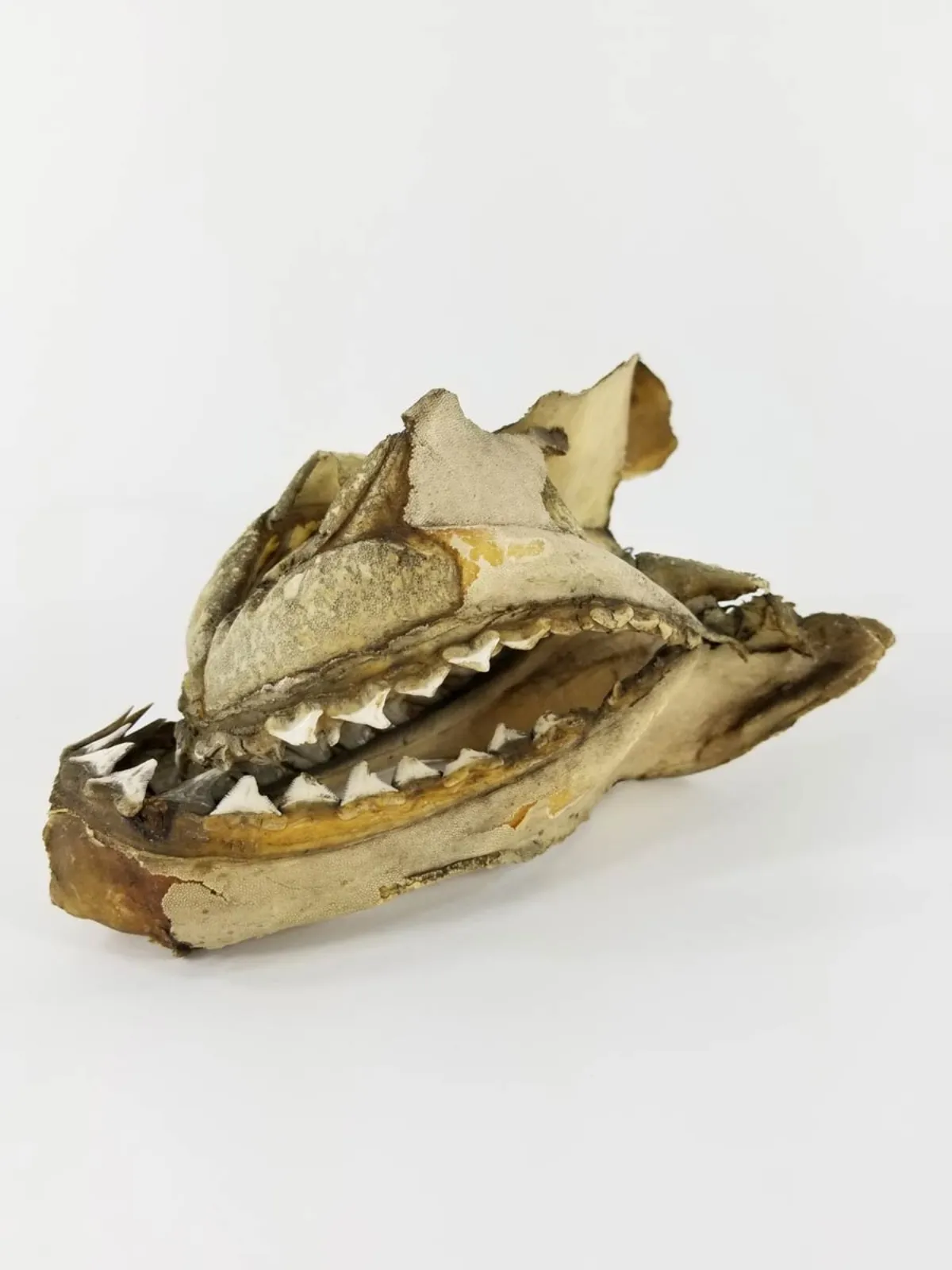19TH CENTURY SAND TIGER SHARK JAW MUSEUM PIECE