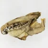 19TH CENTURY SAND TIGER SHARK JAW MUSEUM PIECE