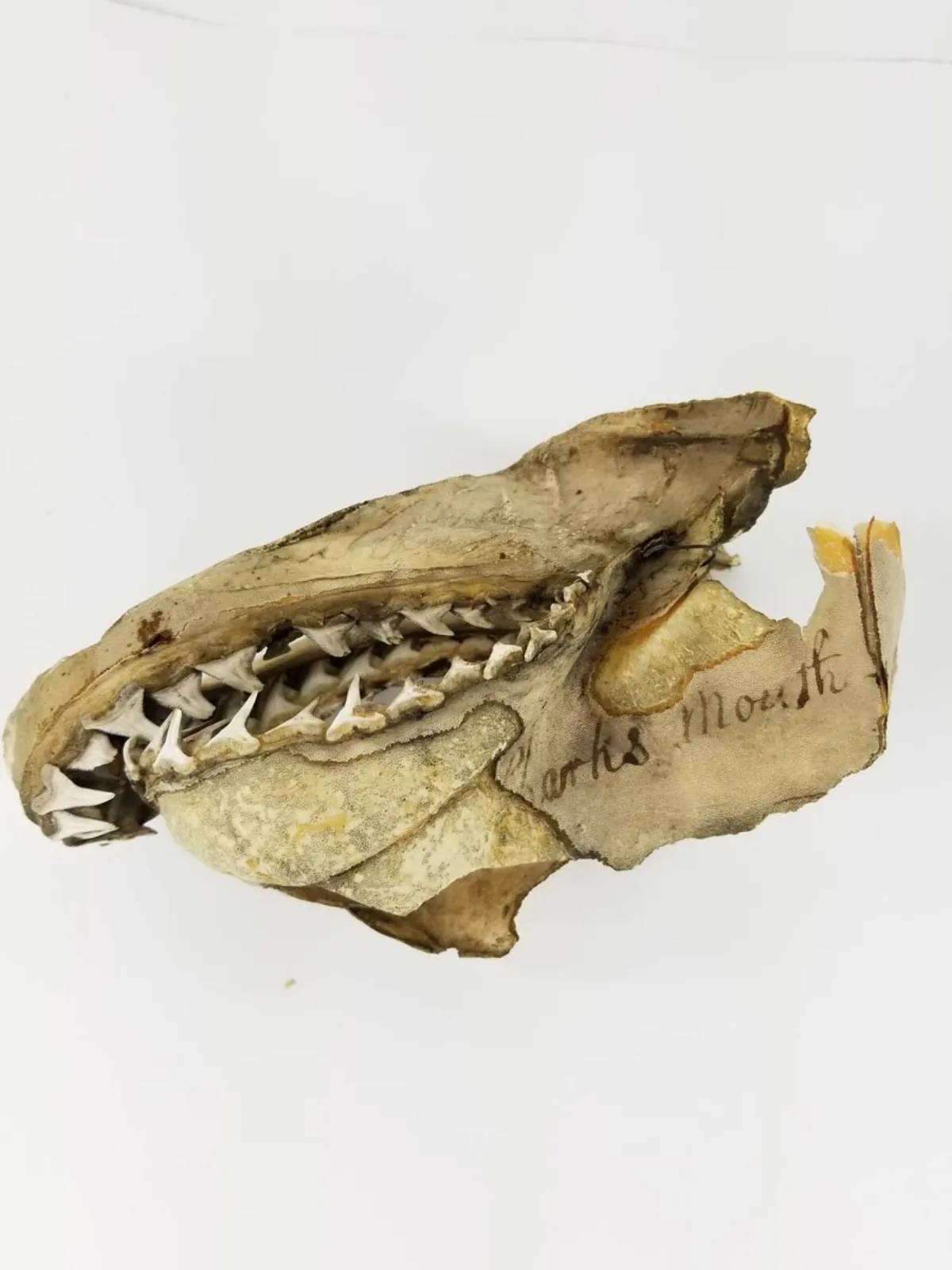 19TH CENTURY SAND TIGER SHARK JAW MUSEUM PIECE
