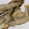19TH CENTURY SAND TIGER SHARK JAW MUSEUM PIECE