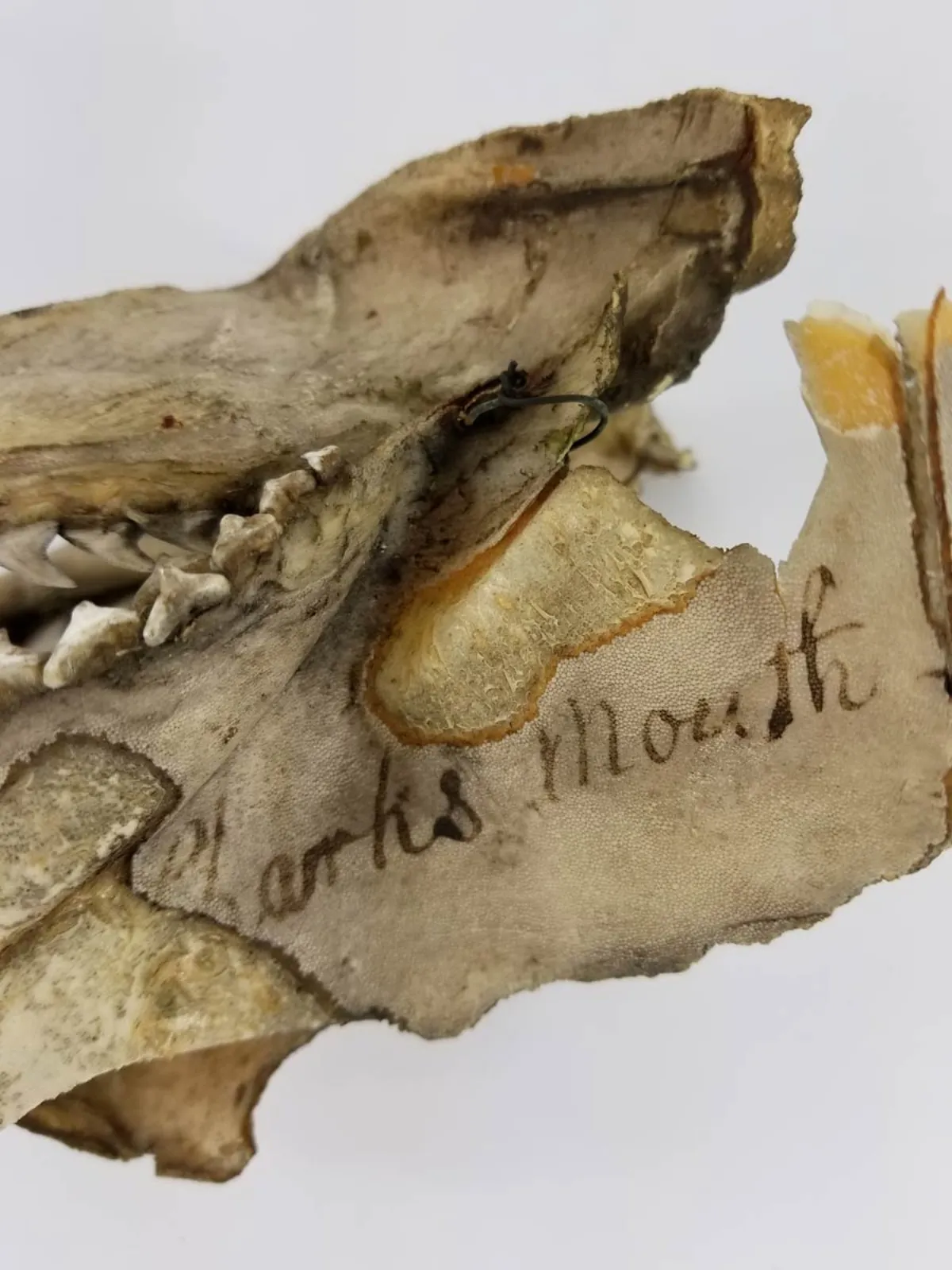 19TH CENTURY SAND TIGER SHARK JAW MUSEUM PIECE