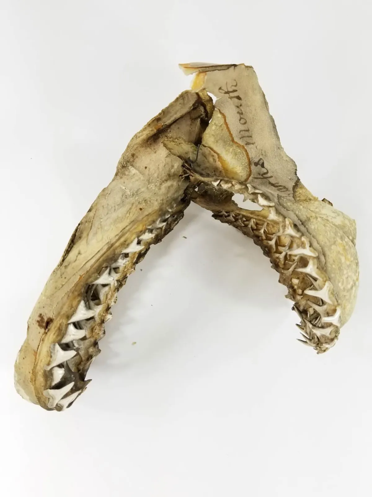 19TH CENTURY SAND TIGER SHARK JAW MUSEUM PIECE