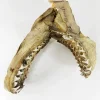 19TH CENTURY SAND TIGER SHARK JAW MUSEUM PIECE