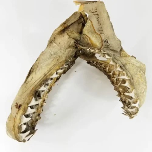 19TH CENTURY SAND TIGER SHARK JAW MUSEUM PIECE
