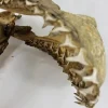 19TH CENTURY SAND TIGER SHARK JAW MUSEUM PIECE