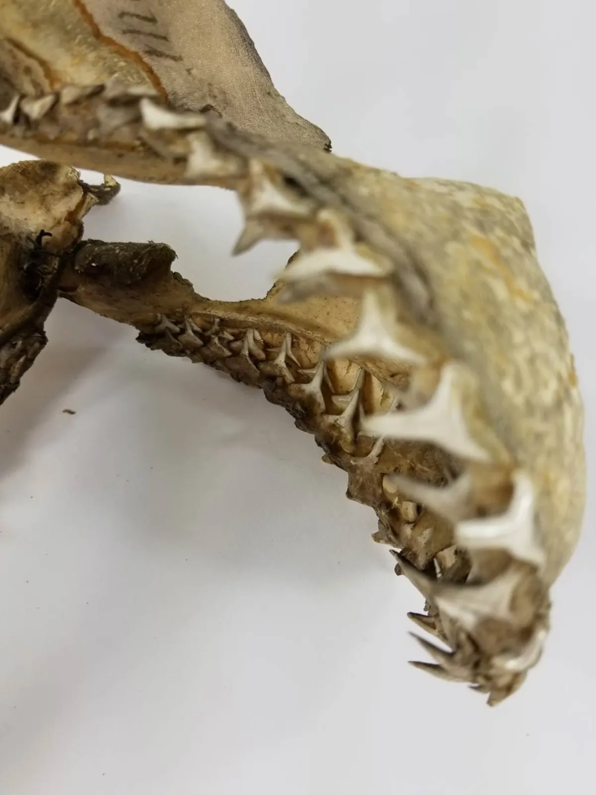 19TH CENTURY SAND TIGER SHARK JAW MUSEUM PIECE
