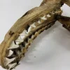 19TH CENTURY SAND TIGER SHARK JAW MUSEUM PIECE
