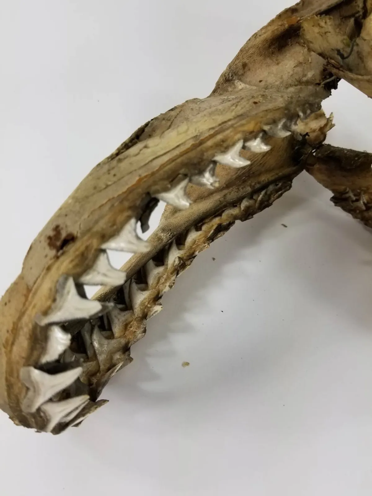 19TH CENTURY SAND TIGER SHARK JAW MUSEUM PIECE