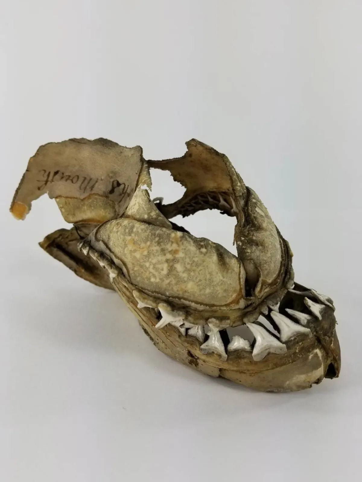19TH CENTURY SAND TIGER SHARK JAW MUSEUM PIECE