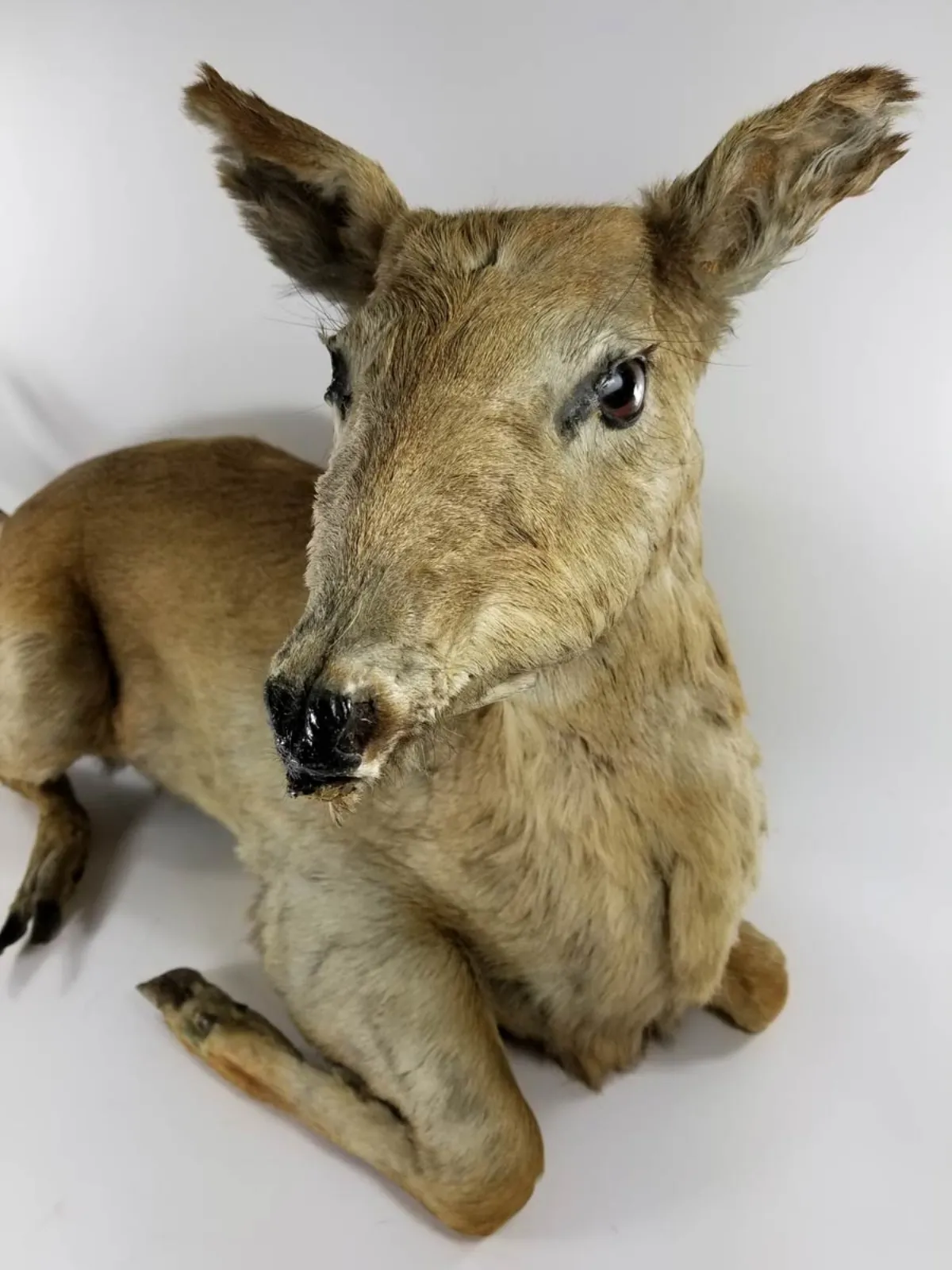 FULL MOUNT DEER TAXIDERMY