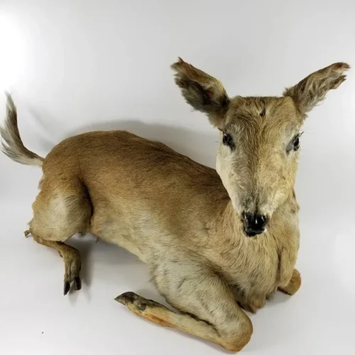 FULL MOUNT DEER TAXIDERMY