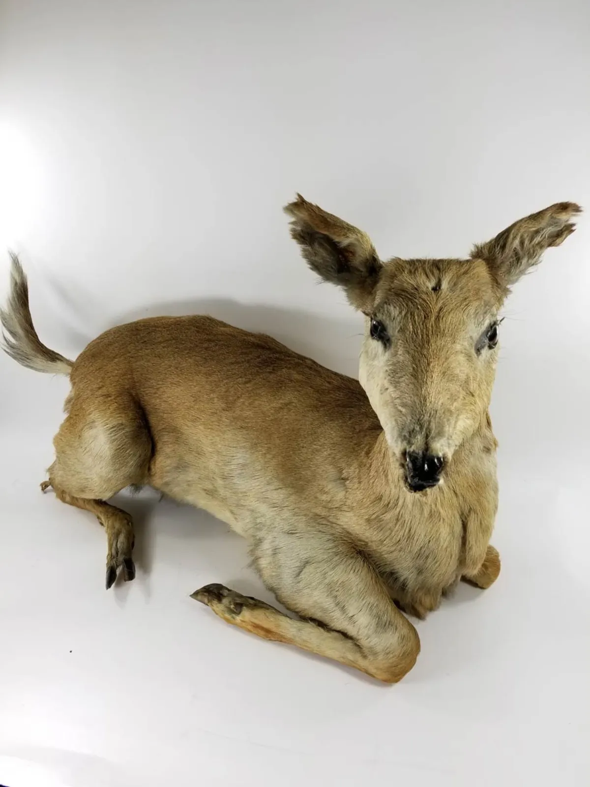 FULL MOUNT DEER TAXIDERMY