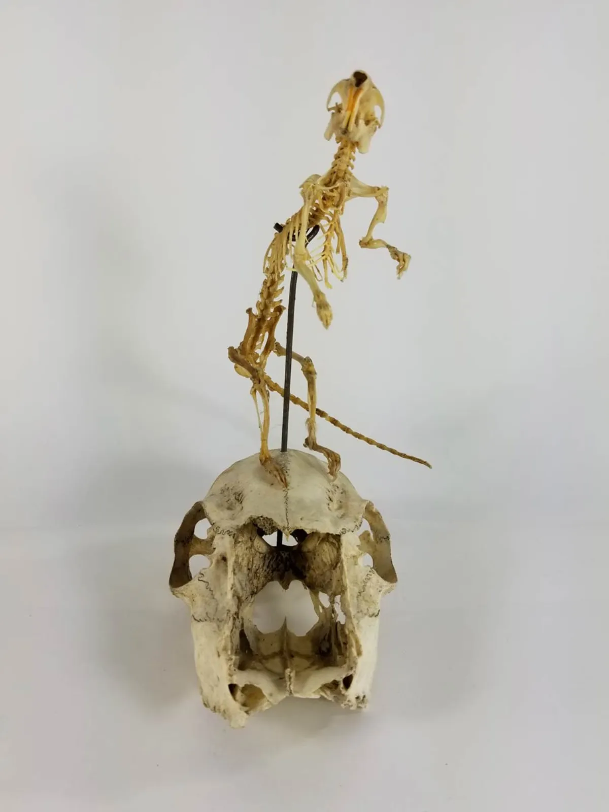Articulated Rat Skeleton on Skull mount