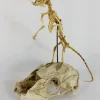Articulated Rat Skeleton on Skull mount