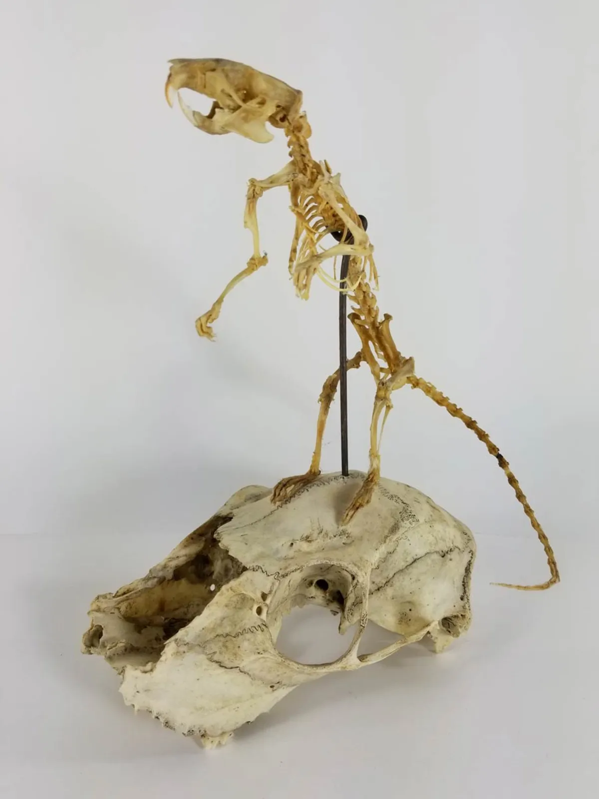 Articulated Rat Skeleton on Skull mount