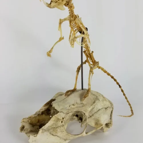 Articulated Rat Skeleton on Skull mount