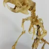 Articulated Rat Skeleton on Skull mount