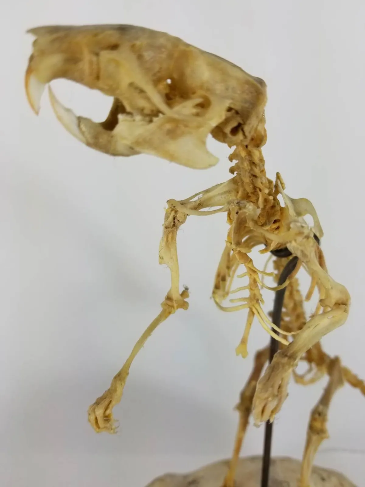 Articulated Rat Skeleton on Skull mount