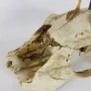 Articulated Rat Skeleton on Skull mount