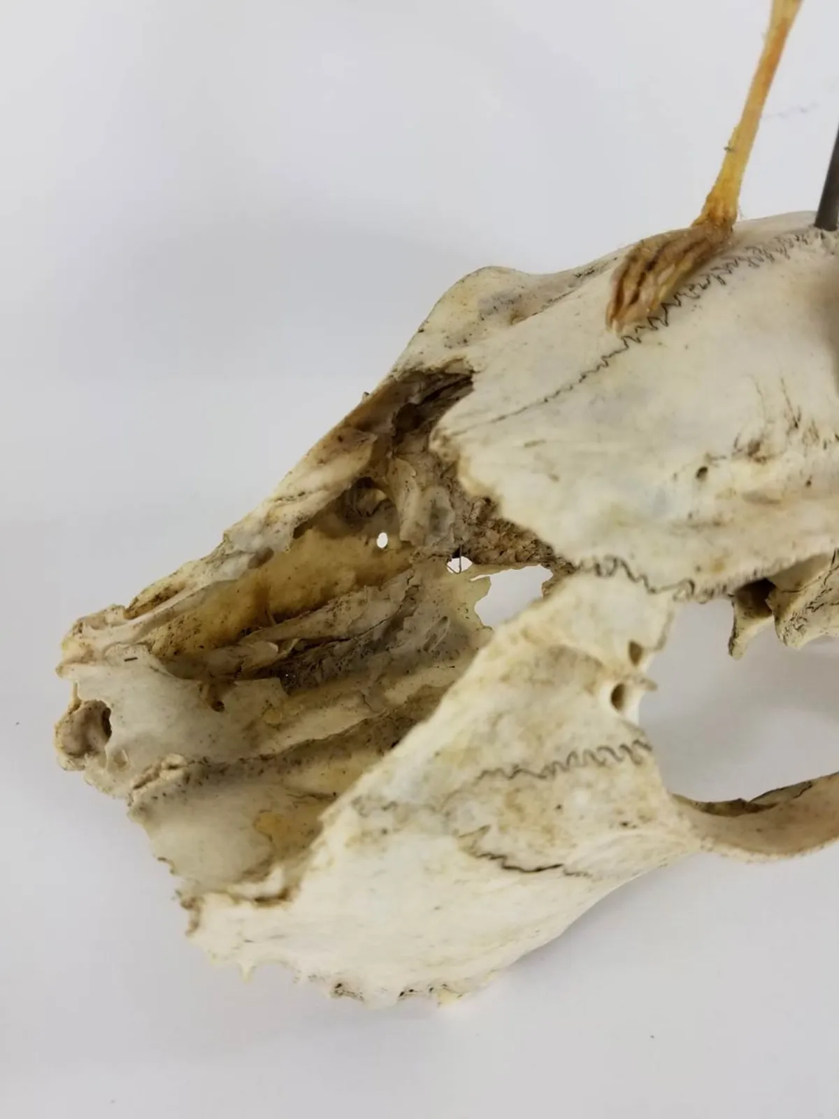 Articulated Rat Skeleton on Skull mount