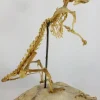 Articulated Rat Skeleton on Skull mount