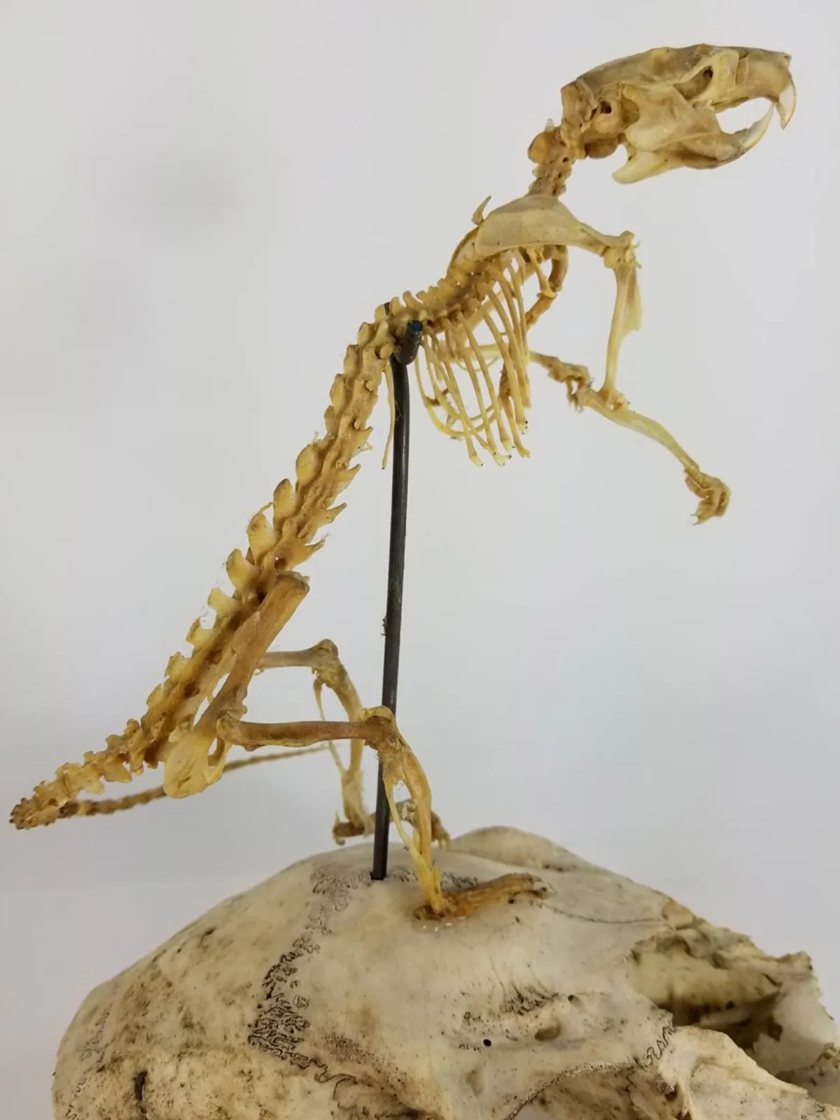 Articulated Rat Skeleton on Skull mount