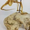 Articulated Rat Skeleton on Skull mount