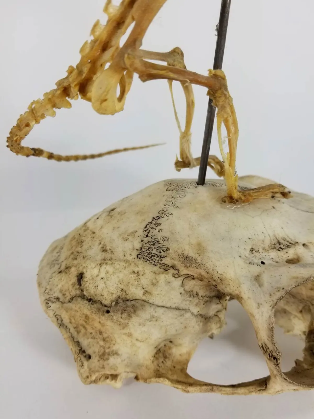 Articulated Rat Skeleton on Skull mount