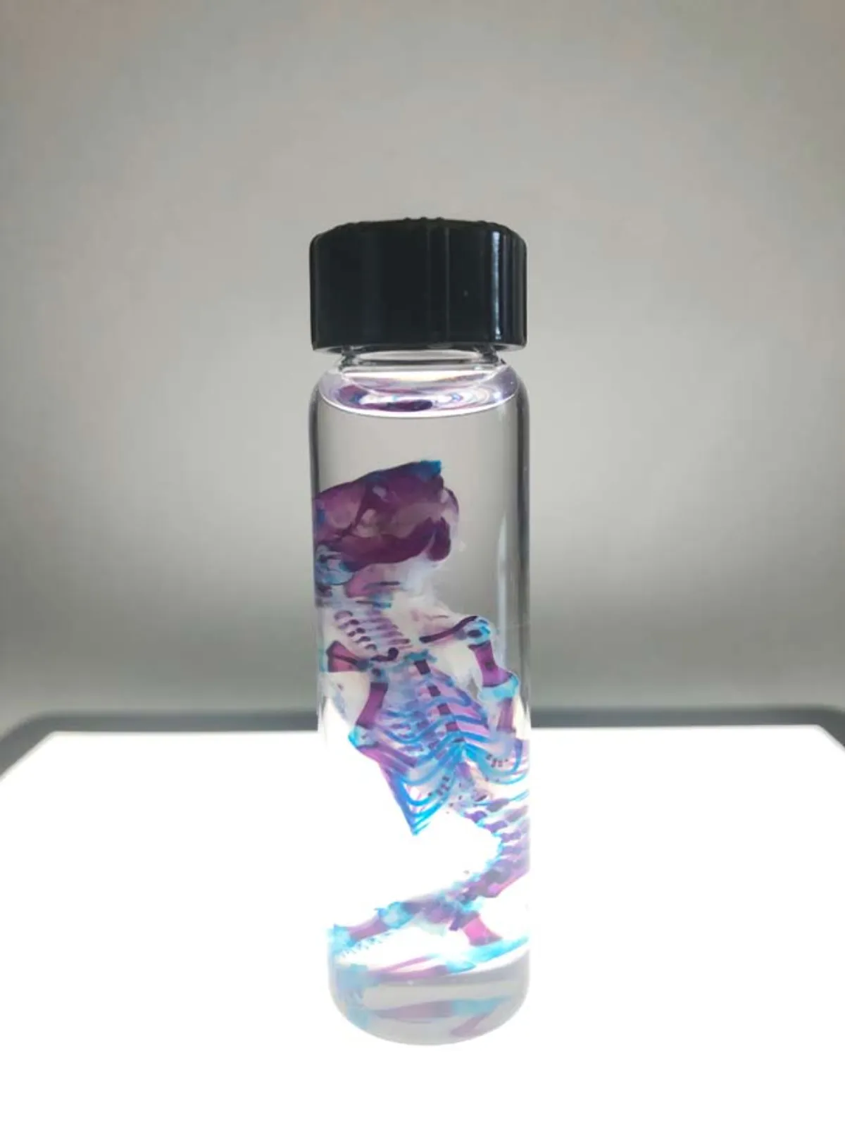 Diaphonized Mouse