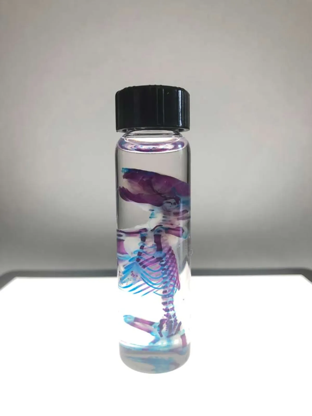 Diaphonized Mouse