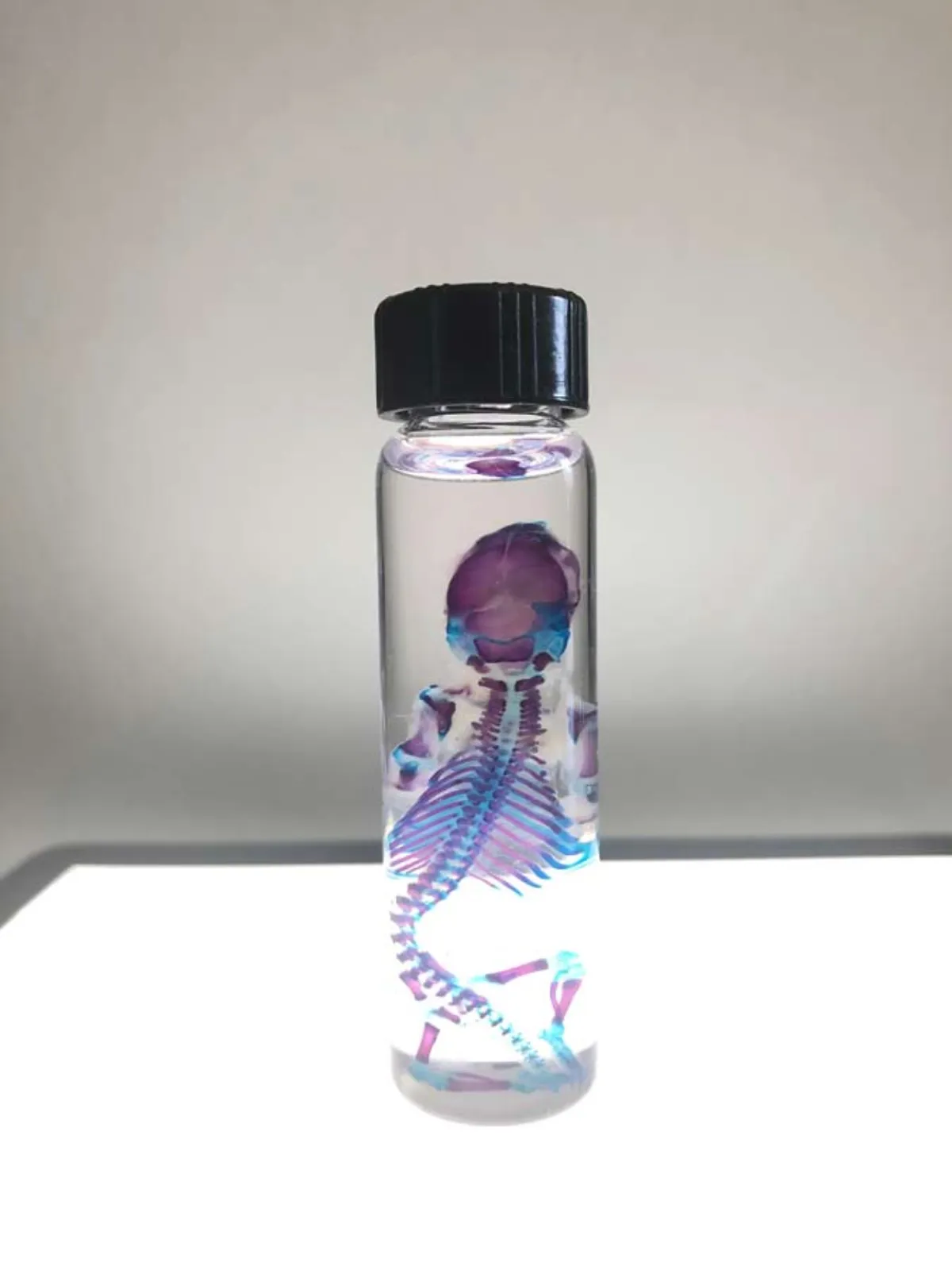 Diaphonized Mouse