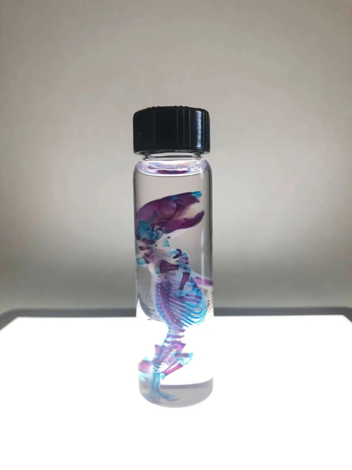 Diaphonized Mouse