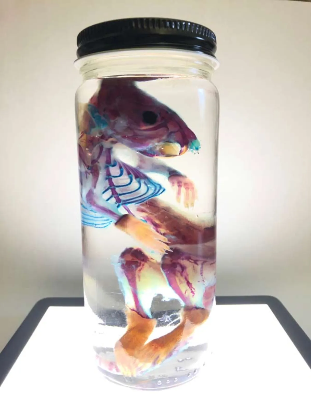 Diaphonized Rat