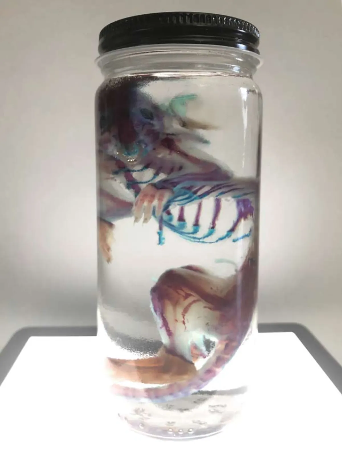 Diaphonized Rat