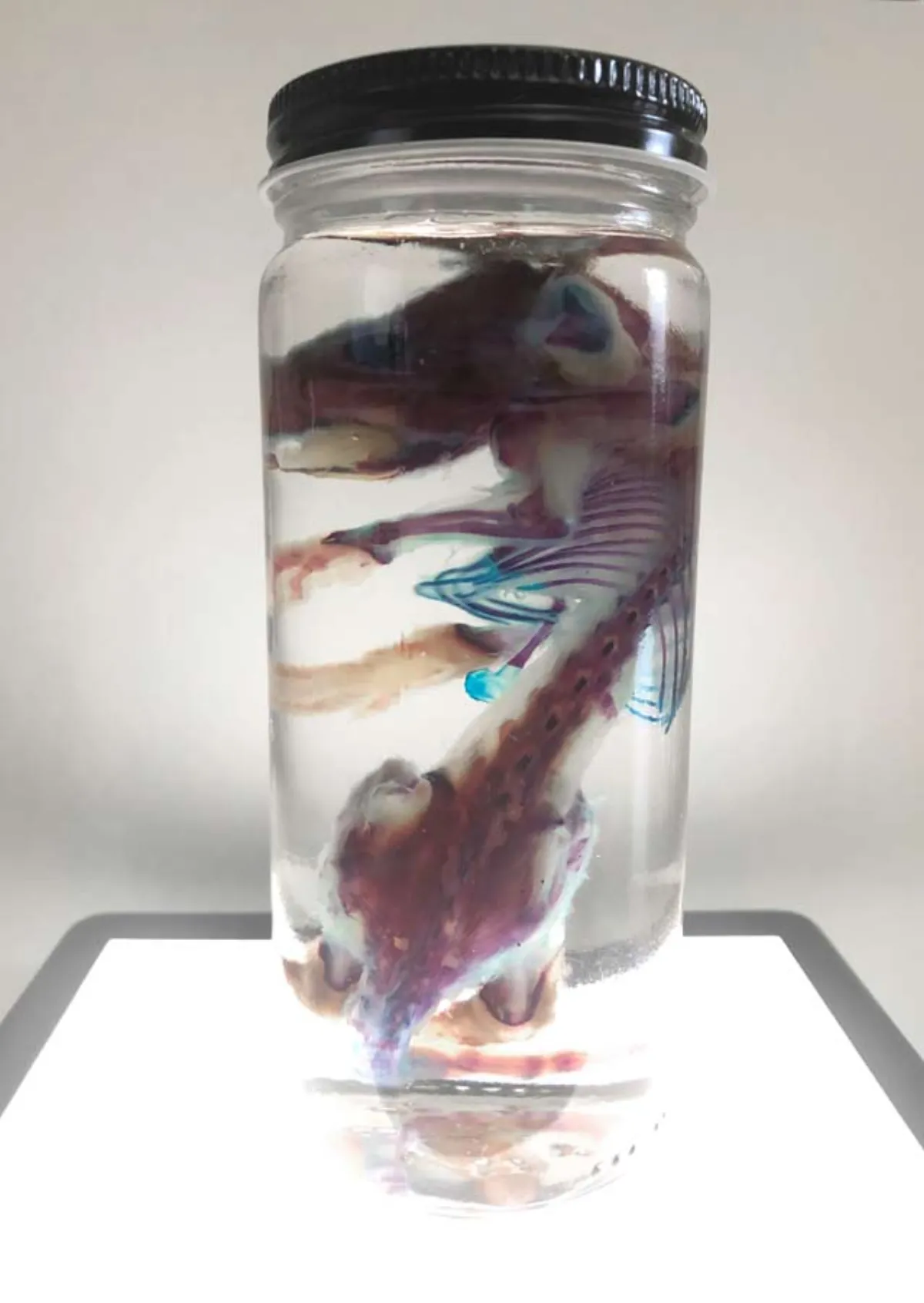 Diaphonized Rat